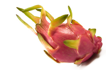 pitahaya red  hylocereus polyrhizus