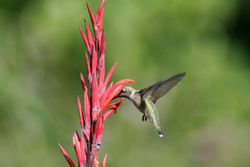 humming bird in flight