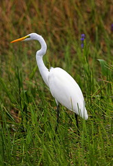 great egret