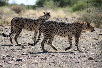 leopard de namibie