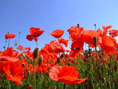 mohn