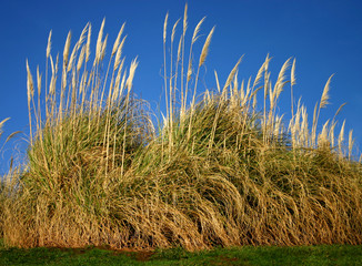 pampas grass