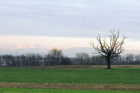 paysage avec champ vert en hiver et montagne