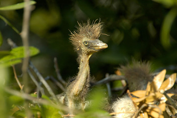 baby egret in nest