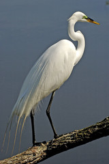 great egret
