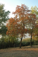 autumn red gold