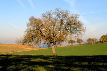 Obraz premium l'arbre penché