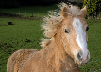 Obraz premium palomino 01