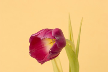 single tulip
