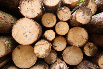 wood