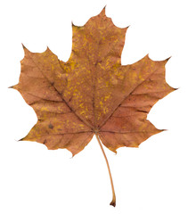 isolated leaf