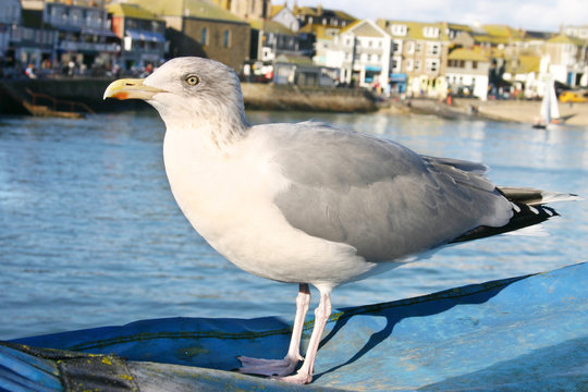 a st. ives seagull.