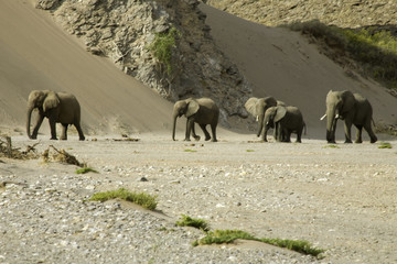 elephants du namib