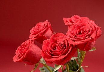 bouquet of five roses on the red background