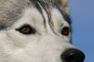 regard de husky