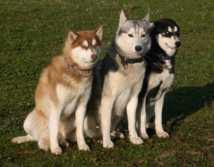 trois huskys