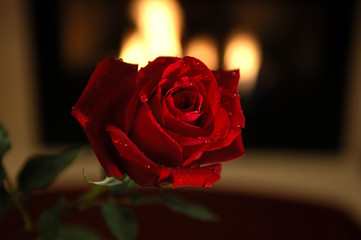 red rose and fireplace
