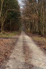 chemin en foret