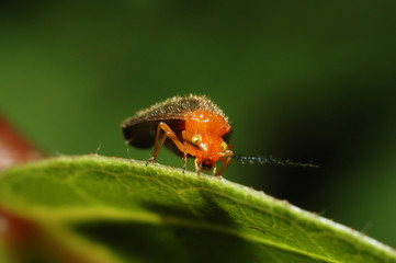tiny red bug