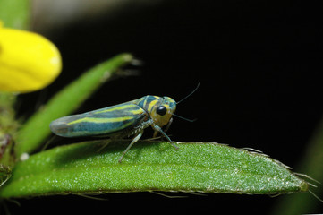 young tiny grasshopper