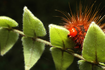 caterpillar