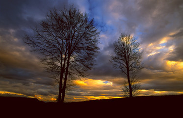 Obraz na płótnie Canvas sunset tree