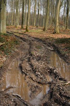 chemin boueux dans la foret