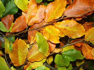 autumn leaves 1