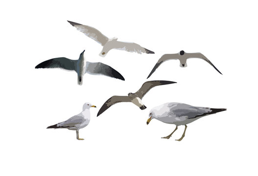 six gulls
