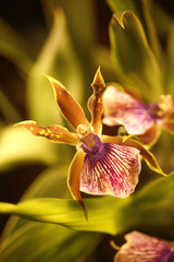 orchidée