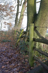 woodland scene.