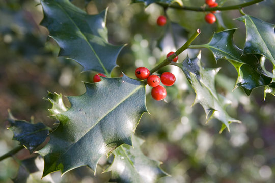 holly bush and ripe red berries