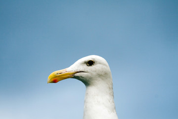 close up of a seagull