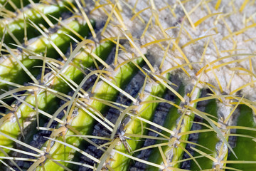 cactus macro