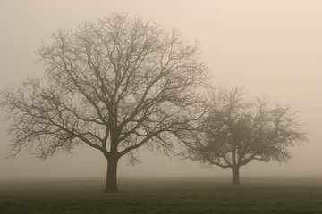 bäume im nebel