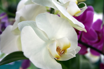 Fototapeta na wymiar orchid 22