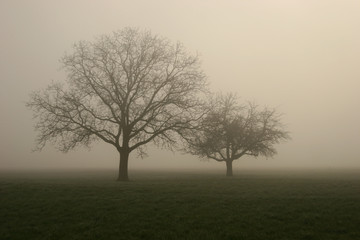Fototapeta na wymiar mgła w polu