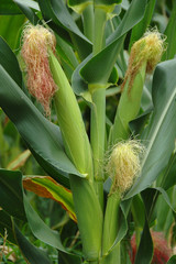 corn stalk in a corn field on the island of pico, azores