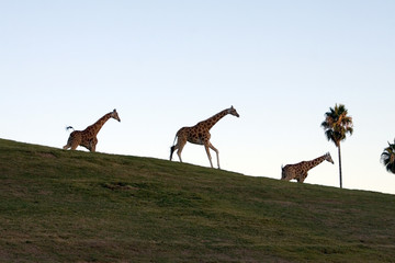 giraffe family