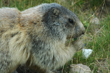 marmotta