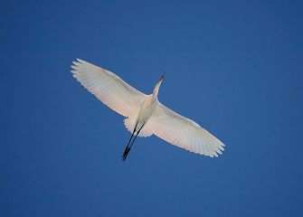 white egret in flight