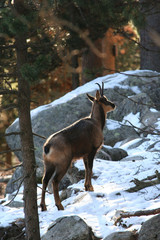 isard