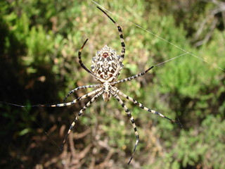 spinne