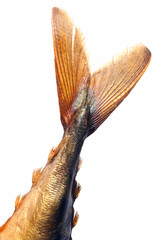Fototapeta premium part of mackerel