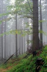 forest