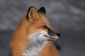 red fox portrait