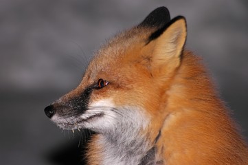 red fox portrait 2