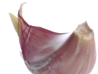 garlic germ