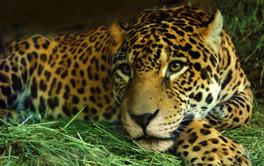 eye of the jaguar