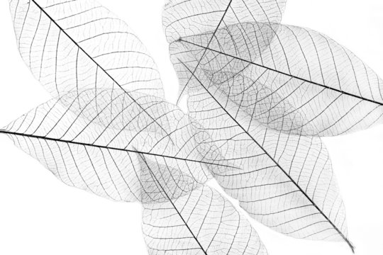 leaves